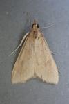 Udea ferrugalis