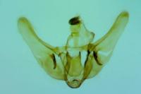 Udea ferrugalis
