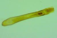 Udea ferrugalis