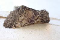 Gluphisia crenata