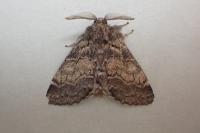 Gluphisia crenata