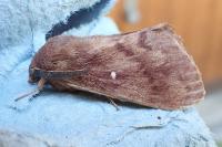 Dendrolimus pini pini