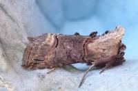 Abrostola triplasia