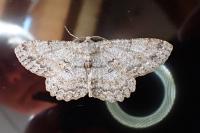 Hypomecis punctinalis