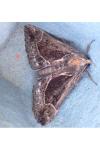 Hypena crassalis