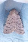 Hoplodrina respersa