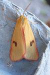 Diacrisia sannio