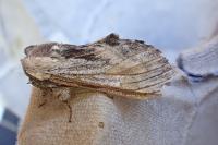 Harpyia milhauseri