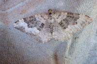 Epirrhoe galiata