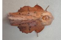 Phyllodesma tremulifolia