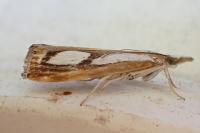 Catoptria permutatellus