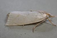 Calamotropha aureliellus
