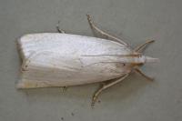 Calamotropha aureliellus