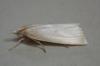 Calamotropha aureliellus