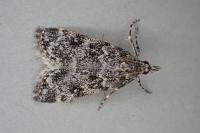 Eudonia phaeoleuca
