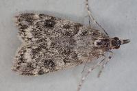 Eudonia phaeoleuca