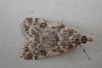 Eudonia phaeoleuca