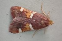 Pyralis regalis