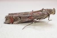 Pempelia palumbella