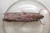 Pempelia palumbella