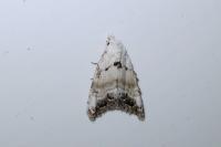 Nola infantula