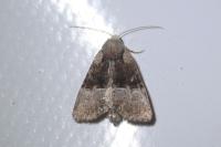 Mesoligia furuncula
