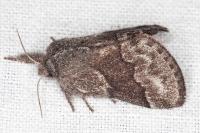 Trichiura crataegi