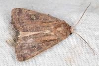 Xestia xanthographa