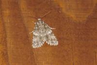 Acronicta rumicis