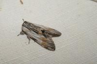 Harpyia milhauseri