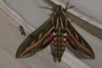 Hyles livornica