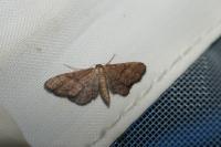 Idaea infirmaria