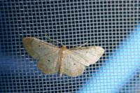 Idaea politaria