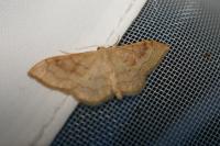 Idaea rubraria