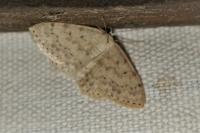 Scopula marginepunctata