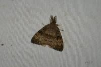 Lymantria dispar