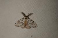Lymantria monacha
