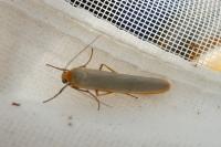 Manulea complana/pseudocomplana