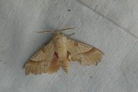 Marumba quercus