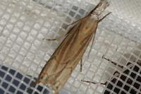 Metacrambus carectellus