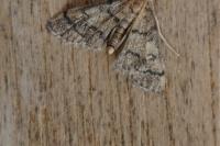 Metasia cuencalis bourgognei