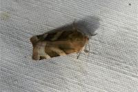Noctua fimbriata/tirrenica