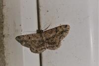 Peribatodes rhomboidaria rhomboidaria