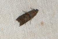 Phycita roborella
