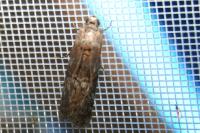 Phycita roborella