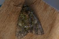 Polyphaenis sericata