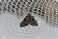 Tephronia sepiaria