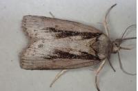 Nycteola revayana