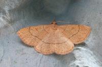 Paracolax tristalis