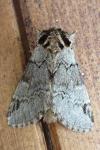 Drymonia obliterata